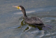 K川・中流域のカワウ