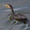 K川・中流域のカワウ