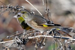 K川下流域・カワラヒワ♀