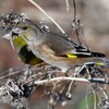 K川下流域・カワラヒワ♀