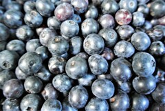 ブルーベリー最盛期