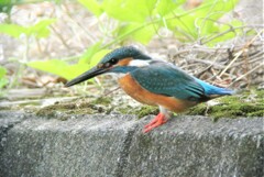 用水路・カワセミ♂