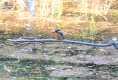 公園のカワセミ♀