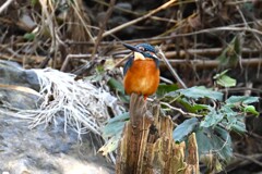 K川・カワセミ♂ 