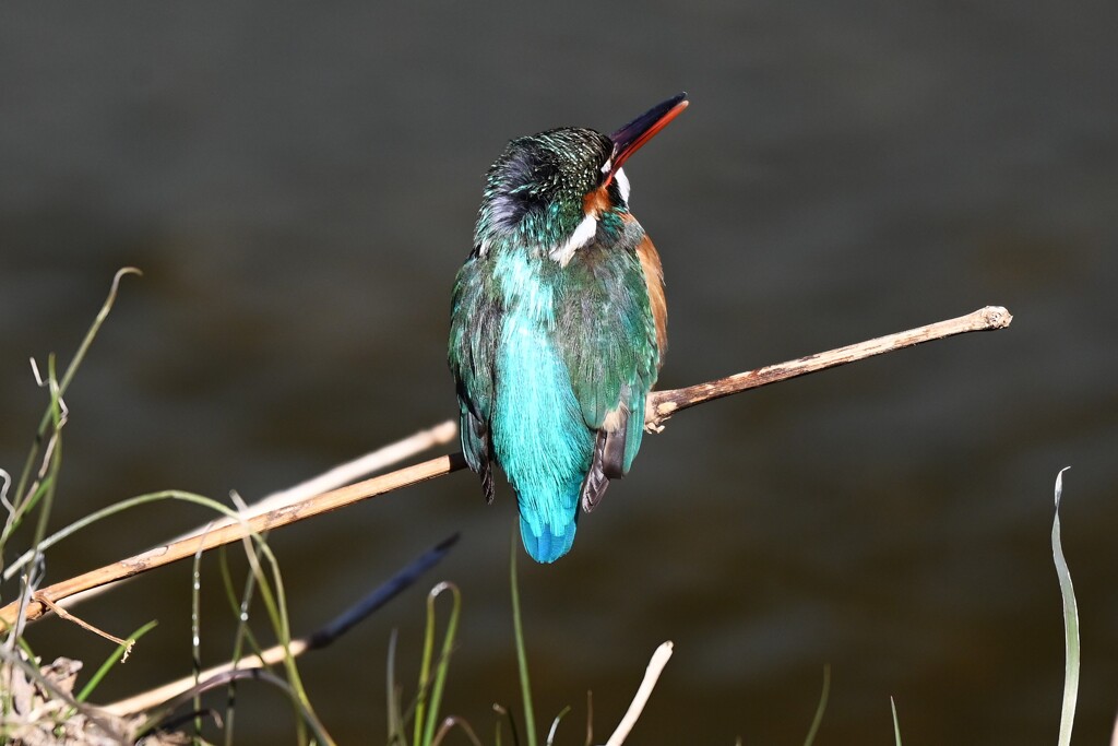 Ｋ川中流域・カワセミ♀ 