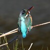 Ｋ川中流域・カワセミ♀ 