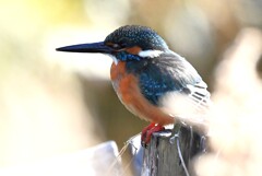 用水路・忘れた頃にやっとカワセミ♂
