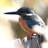用水路・忘れた頃にやっとカワセミ♂