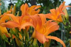 満開を過ぎたノカンゾウ