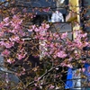 用水路・河津桜開花状況