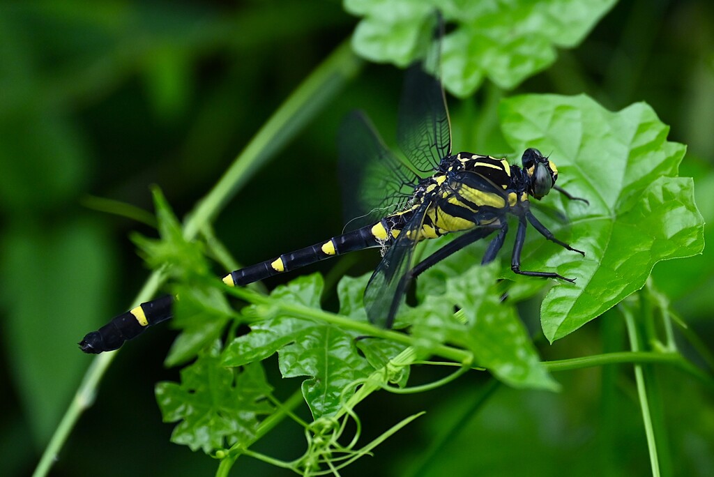 用水路・コオニヤンマ