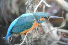♀威嚇のポーズ