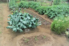 ラッカセイ大粒植え込み完了