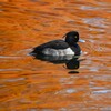 都内公園・キンクロハジロ♂ 