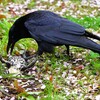 Ｋ川中流域・ガマガエルを捕まえたハシボソガラス
