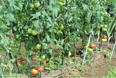 熟れ始めたトマトたち