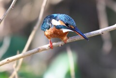 K川中流域・狙いを定めるカワセミ♀若