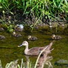 Ｋ川源流域・カルガモ8羽のひな家族 