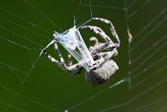 用水路・オニグモ獲物捕獲シーン (ぐるぐる巻きの途中)