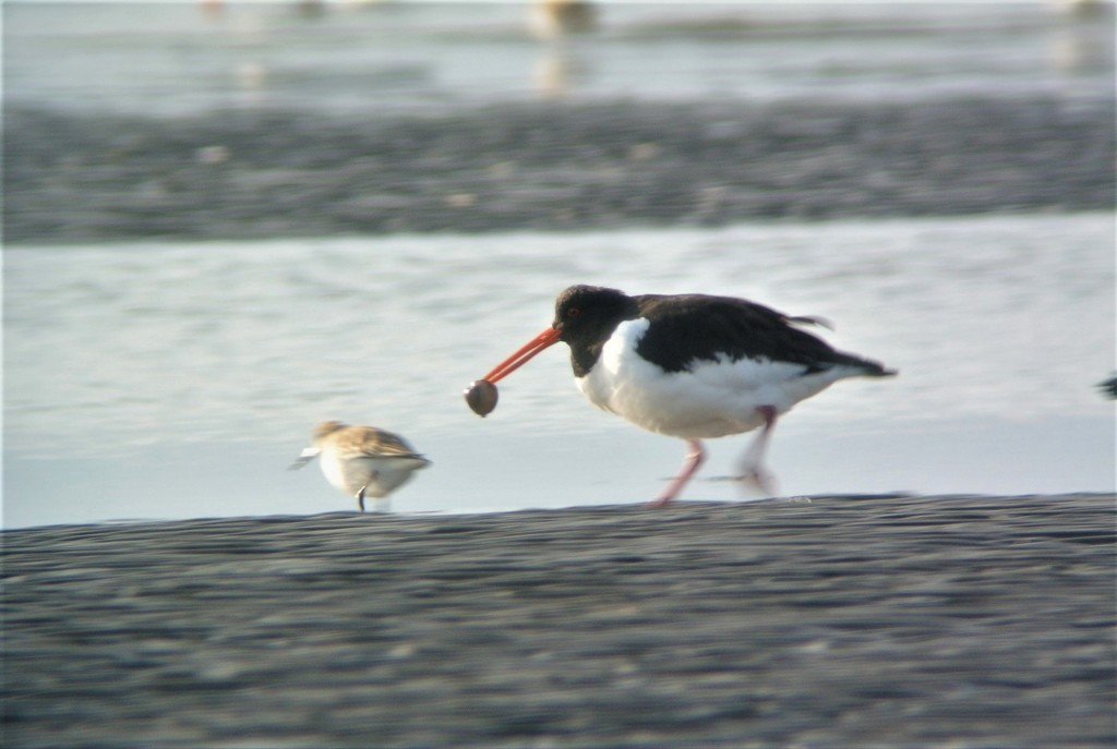 うれしいミヤコドリ