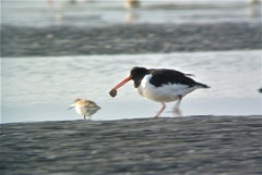 うれしいミヤコドリ