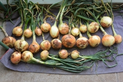 菜園・5月30日の収穫