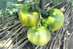 熟れるのをひたすら待つ桃太郎