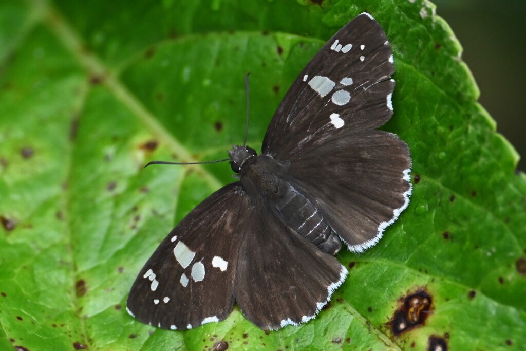 ダイミョウセセリ  