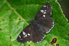 ダイミョウセセリ  