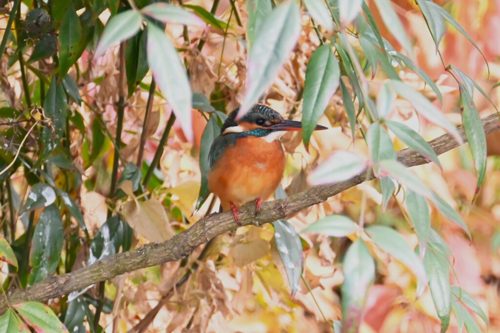 用水路・カワセミ♀
