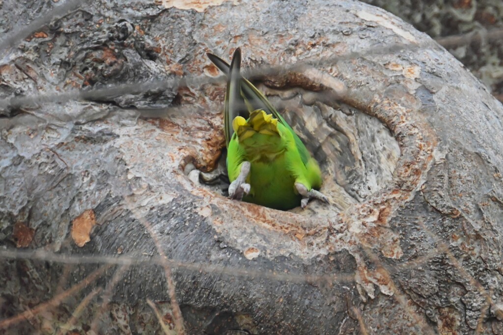 用水路・ワカケホンセイインコ