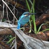 K川・カワセミ♂若B個体