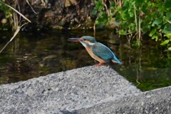 Ｋ川・水溜りのカワセミ♀エビ捕獲