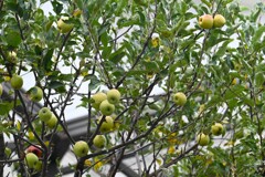 直径4~5cmミニフジかな？