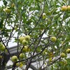直径4~5cmミニフジかな？