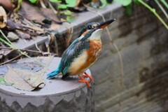 用水路・何か月ぶりかのカワセミ♀