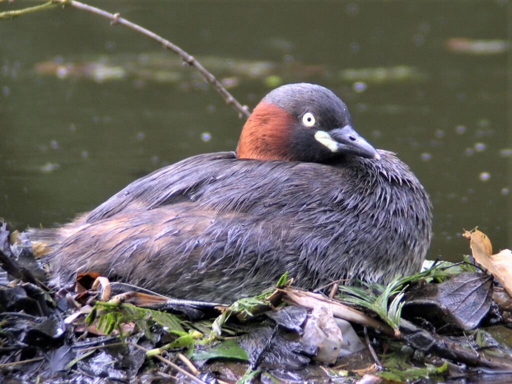 カイツブリ