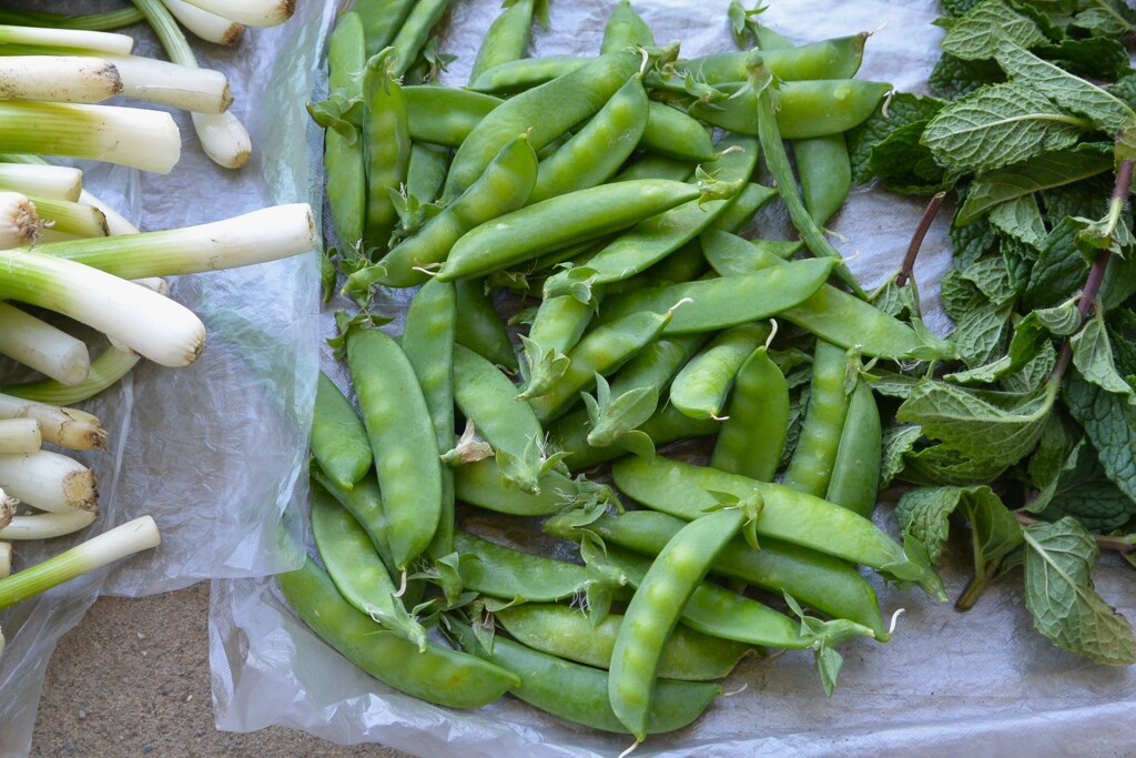 菜園・キヌサヤとスナップエンドウ
