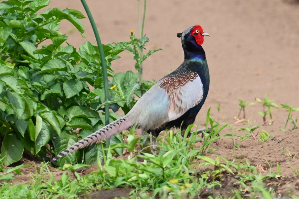 菜園・キジ♂