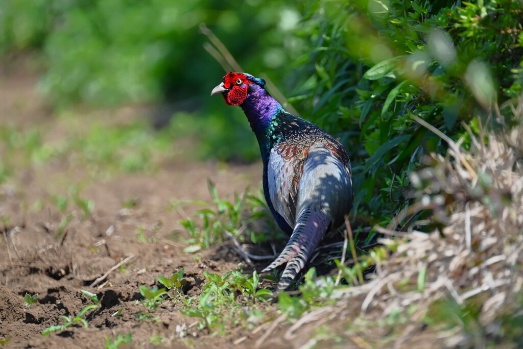 菜園・キジ♂