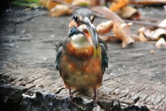 用水路,カワセミ♀若鳥・初個体 