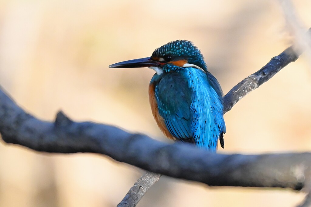 K川中流域・カワセミ♂