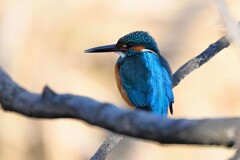 K川中流域・カワセミ♂