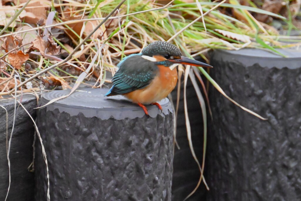 用水路・カワセミ♀.