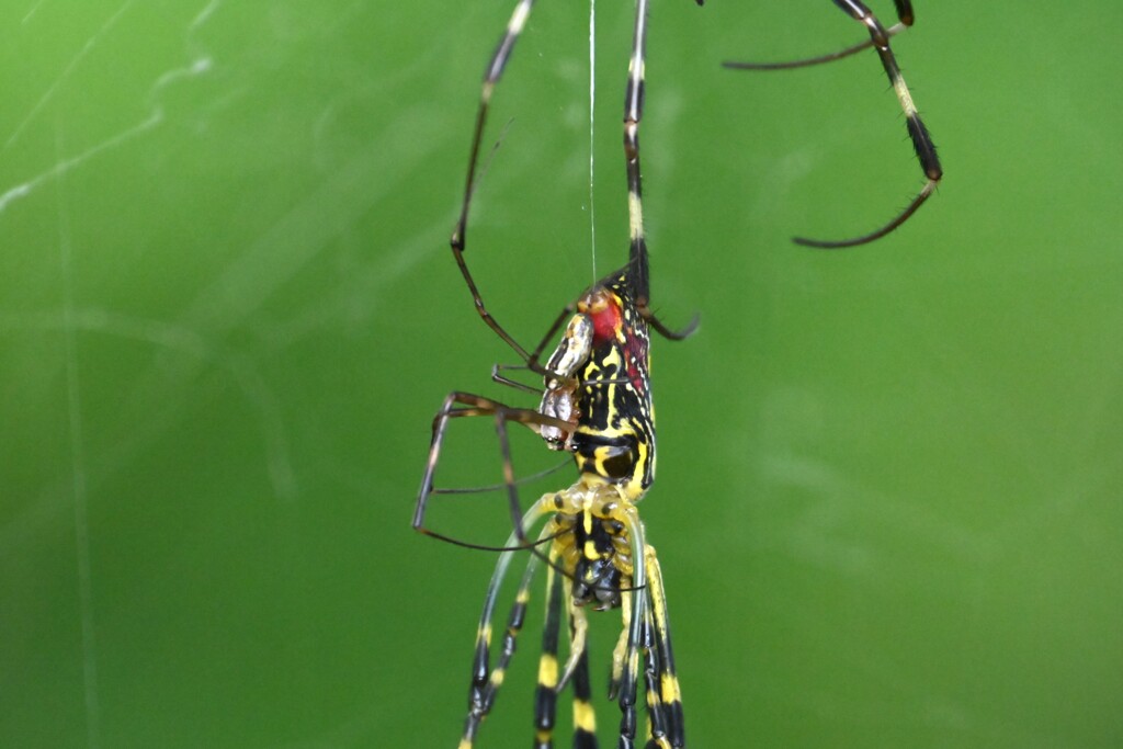 ジョロウグモ・脱皮後で動けない♀に交尾をする♂