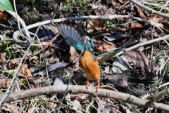 Ｋ川・中流域のカワセミ♂