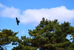 KR園上空・松と雲とカラス