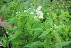 つぼみが付いたヒメジョオン（バックは満開のハルジオン）