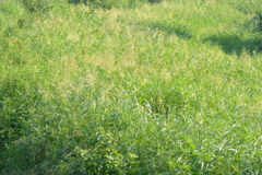 グリーングラス