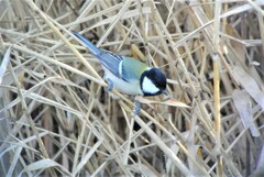 シジュウカラ